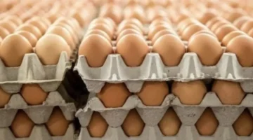 سعر كرتونة البيض اليوم الثلاثاء 16 ديسمبر 2025 استقرار الأسعار يعزز استقرار الإنفاق الأسري 1